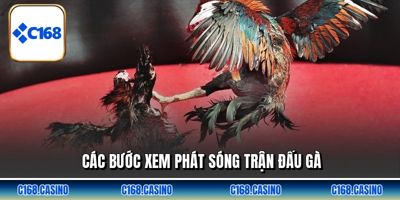 Các bước xem phát sóng trận đấu gà