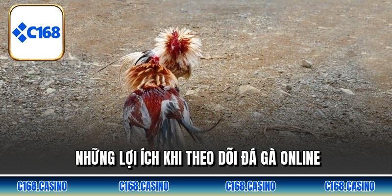 Những lợi ích khi theo dõi đá gà online