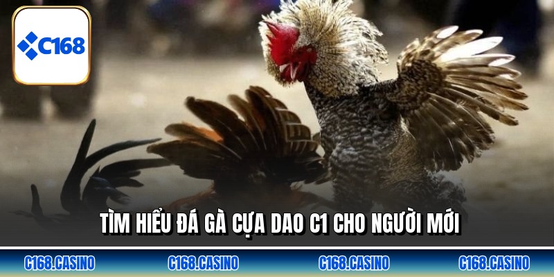 Tìm hiểu đá gà cựa dao c1 cho người mới