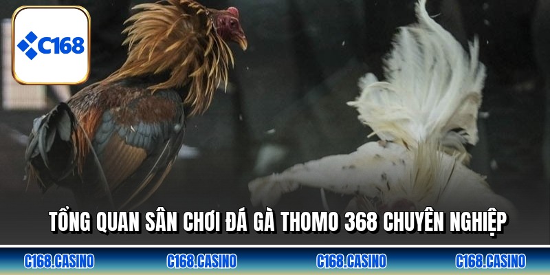 Tổng quan sân chơi đá gà thomo 368 chuyên nghiệp